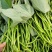 西瓜红红薯苗#头茬苗#种植六十天左右#欢迎提前下定
