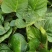 西瓜红红薯苗#头茬苗#种植六十天左右#欢迎提前下定