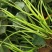 西瓜红红薯苗#头茬苗#种植六十天左右#欢迎提前下定