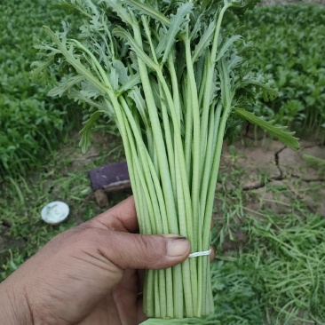 精品小把茼蒿