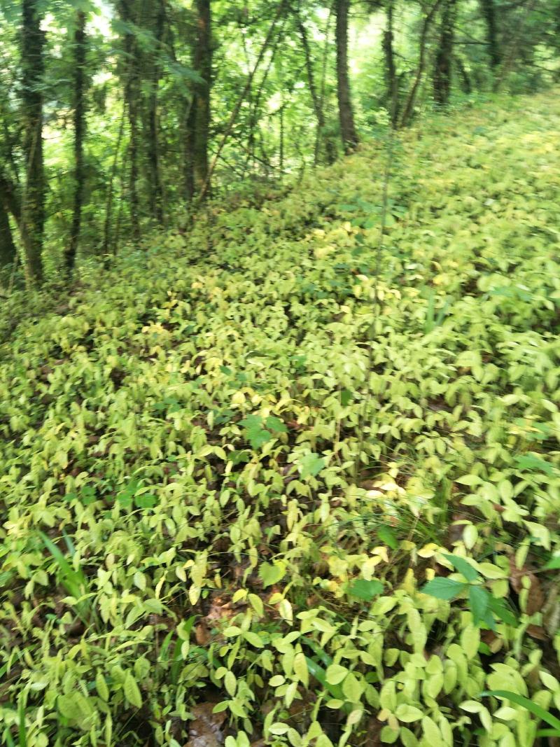中华络石藤，绿化盆栽，四季常绿，耐阴，开白花，观花赏绿均