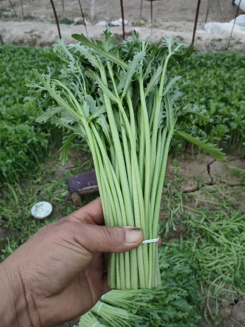 精品小把茼蒿