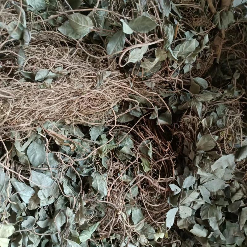 野生平地木中药材矮地茶新货叶下红紫金牛优质平地木矮地