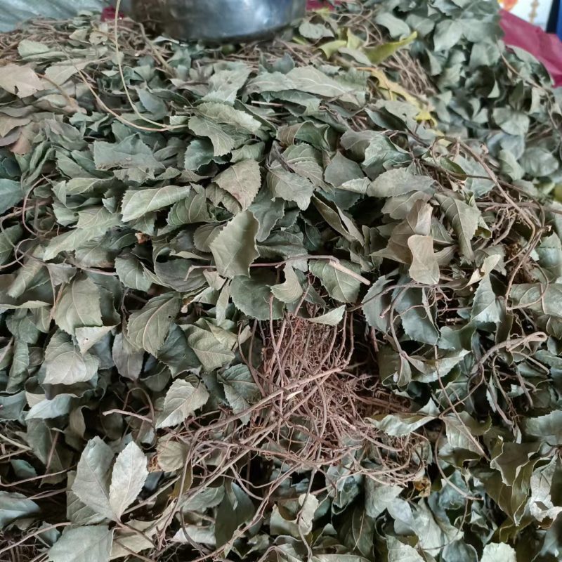 野生平地木中药材矮地茶新货叶下红紫金牛优质平地木矮地