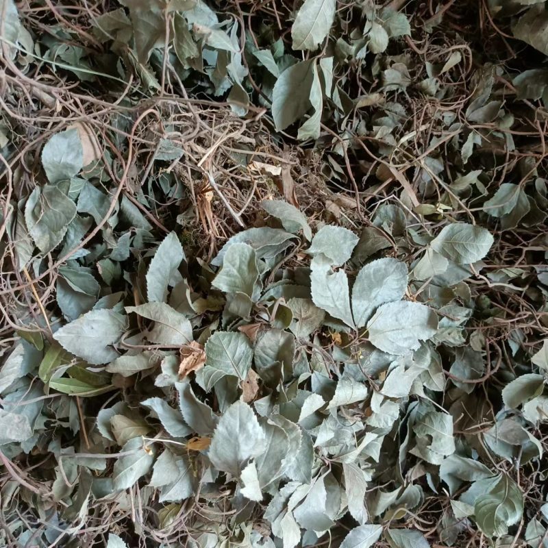 野生平地木中药材矮地茶新货叶下红紫金牛优质平地木矮地