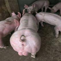 新美系:杜洛克、大约克、长白、公母种猪。