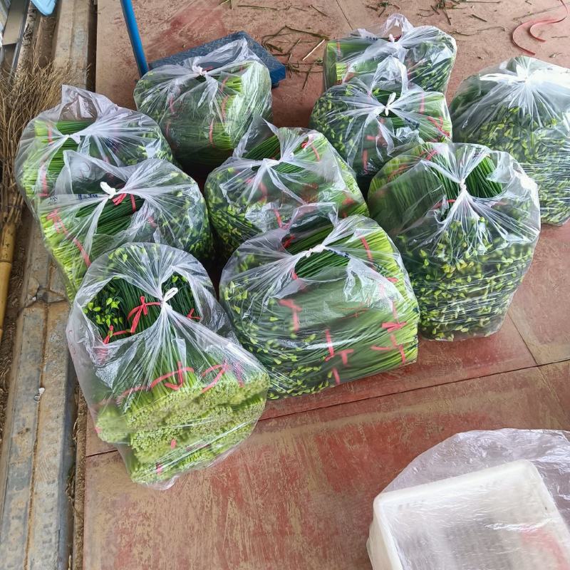 新鲜韭苔，每天大量有货