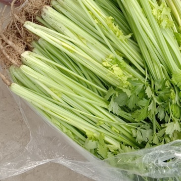江苏精品西芹芹菜，专业种植，品质超好，价格可谈