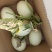 精品南汇玉茹甜瓜，每日能供货1万斤，量大从优