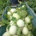精品南汇玉茹甜瓜，每日能供货1万斤，量大从优