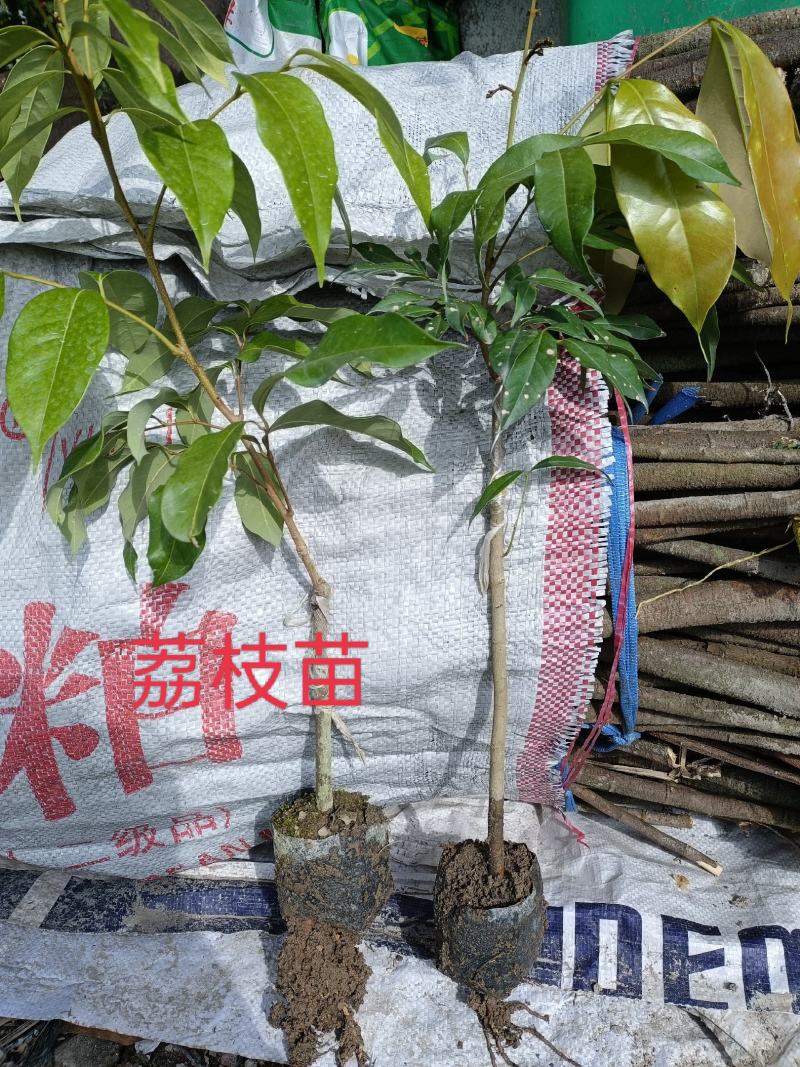 嫁接荔枝苗妃子笑嫁接苗，桂味嫁接苗各种中袋小袋…实生苗