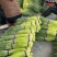 江苏徐州红帽蒜薹大量上市，可加工，一件代发，欢迎采购