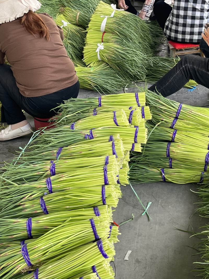 江苏徐州红帽蒜薹大量上市，可加工，一件代发，欢迎采购