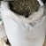 蒲公英药用蒲公英新货颜色好质量保证正品中药材