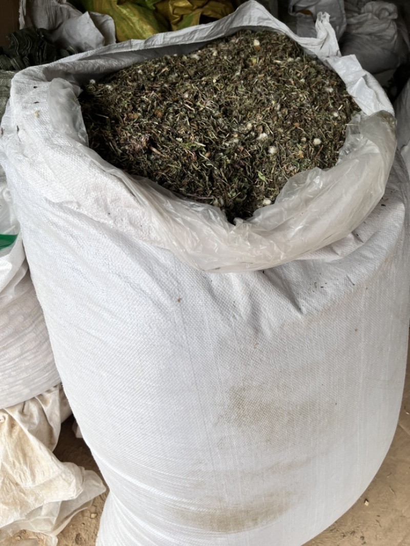 蒲公英药用蒲公英新货颜色好质量保证正品中药材