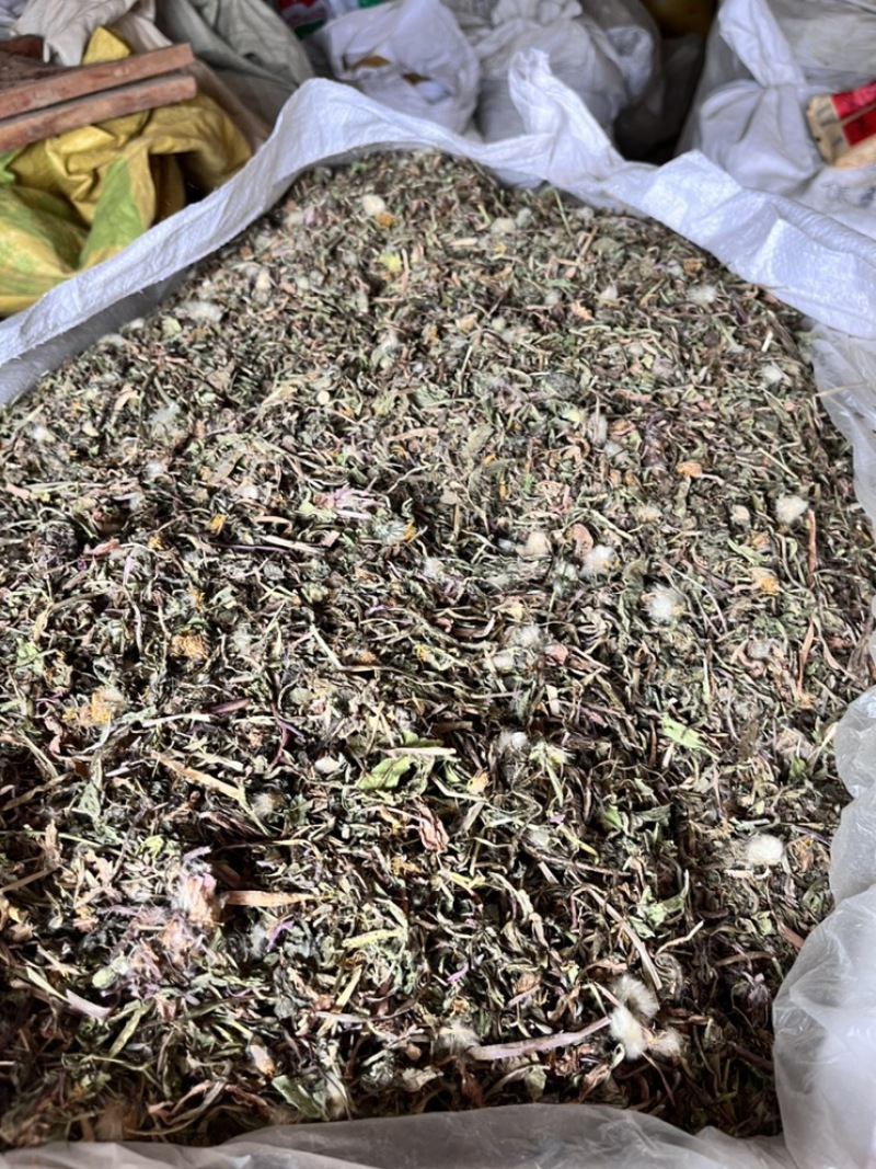 蒲公英药用蒲公英新货颜色好质量保证正品中药材