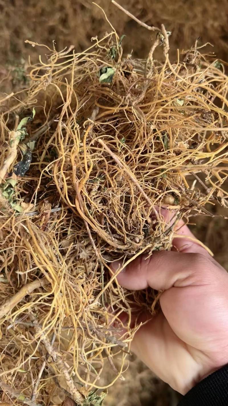 龙胆草统货云南滇龙胆坚龙胆草苦龙胆草