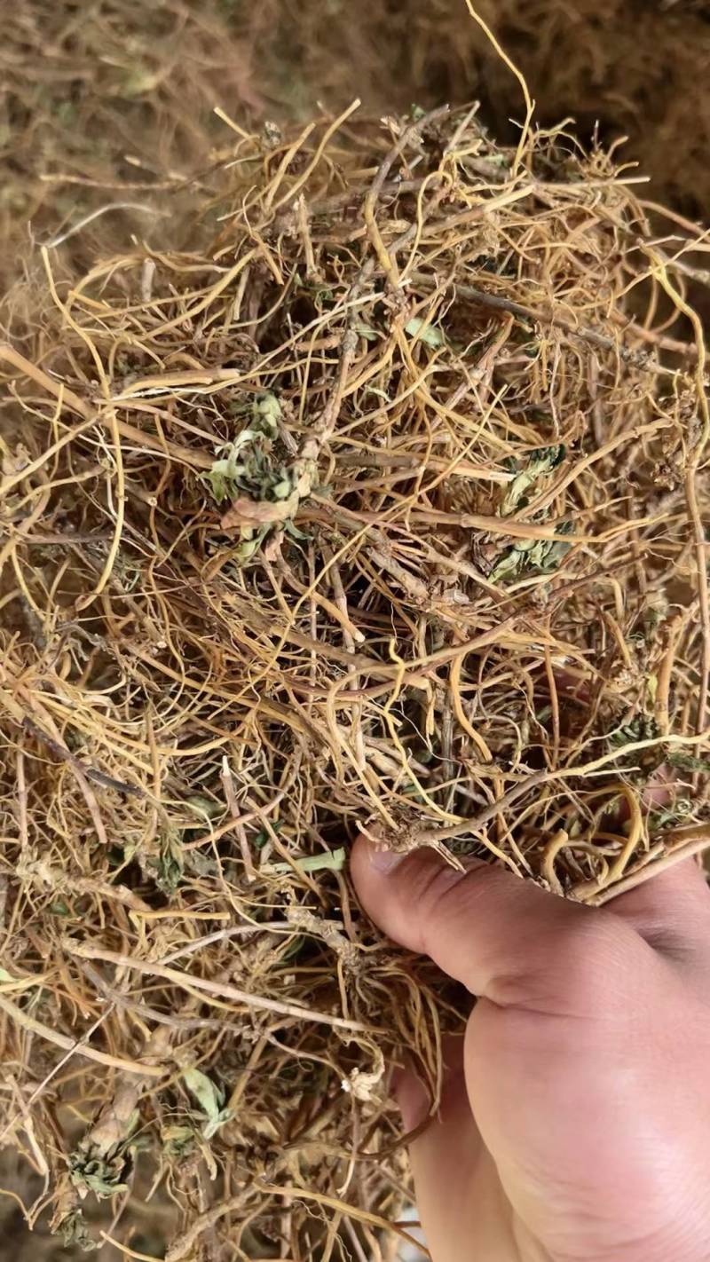 龙胆草统货云南滇龙胆坚龙胆草苦龙胆草