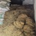 龙胆草统货云南滇龙胆坚龙胆草苦龙胆草