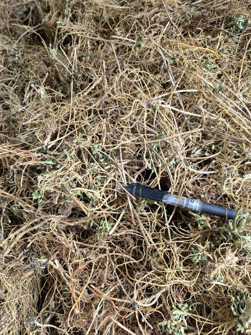 龙胆草统货云南滇龙胆坚龙胆草苦龙胆草