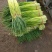 红帽蒜苔新鲜上市批发全国货源充足货品质量好价格便宜