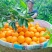 夏橙水分充足，果园现摘现发电商，市场，等大型平台量大从优
