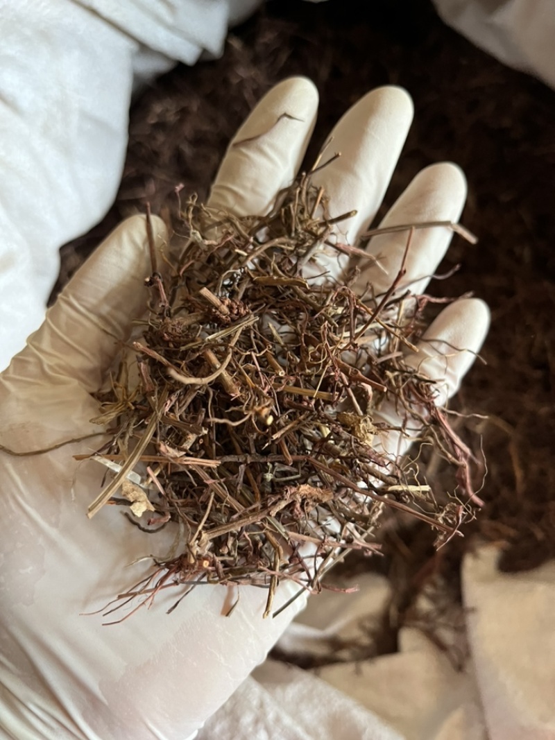 茜草自然晾晒全干颜色漂亮产地直发批发各种中药材