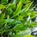 云南古树茶全乔木散装称重可寄样品价格实惠手工茶