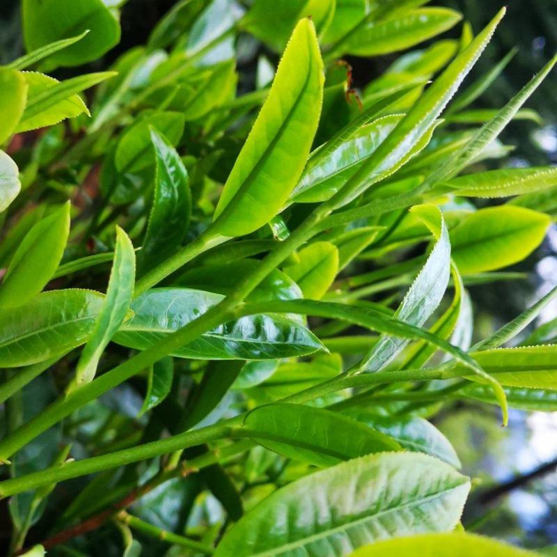 云南古树茶全乔木散装称重可寄样品价格实惠手工茶