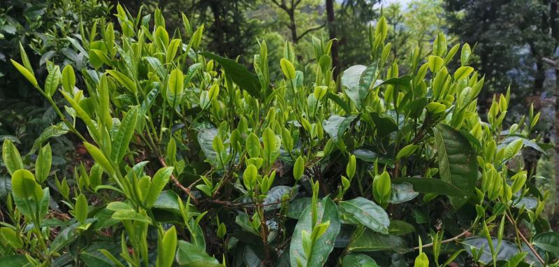 云南古树茶全乔木散装称重可寄样品价格实惠手工茶