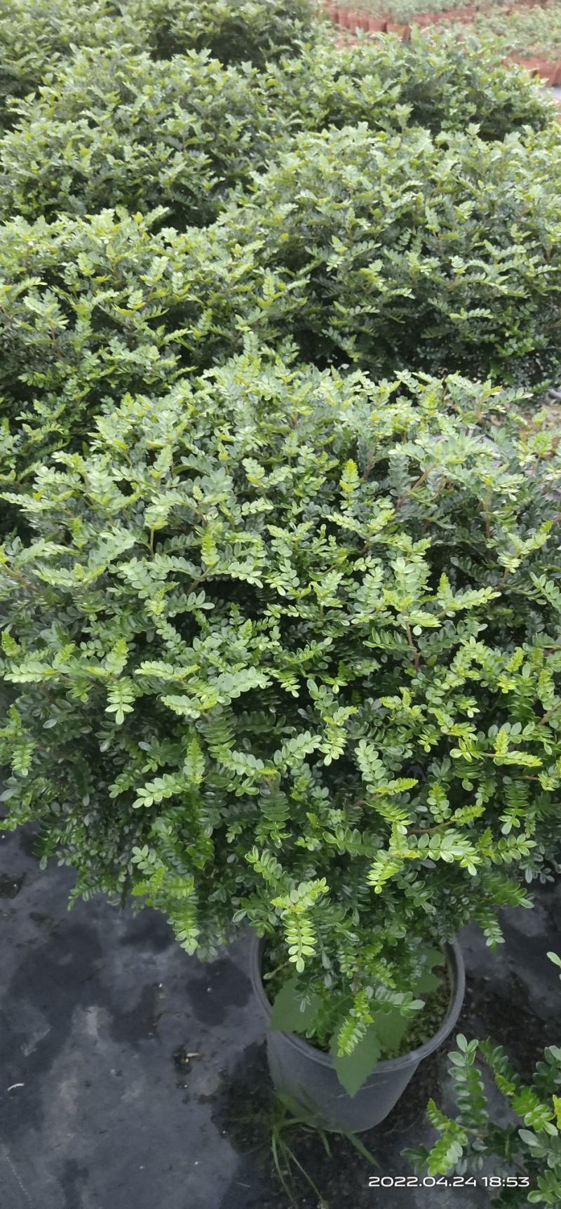 清香木棒棒糖，高度1米~1.1米，冠幅60~65CM