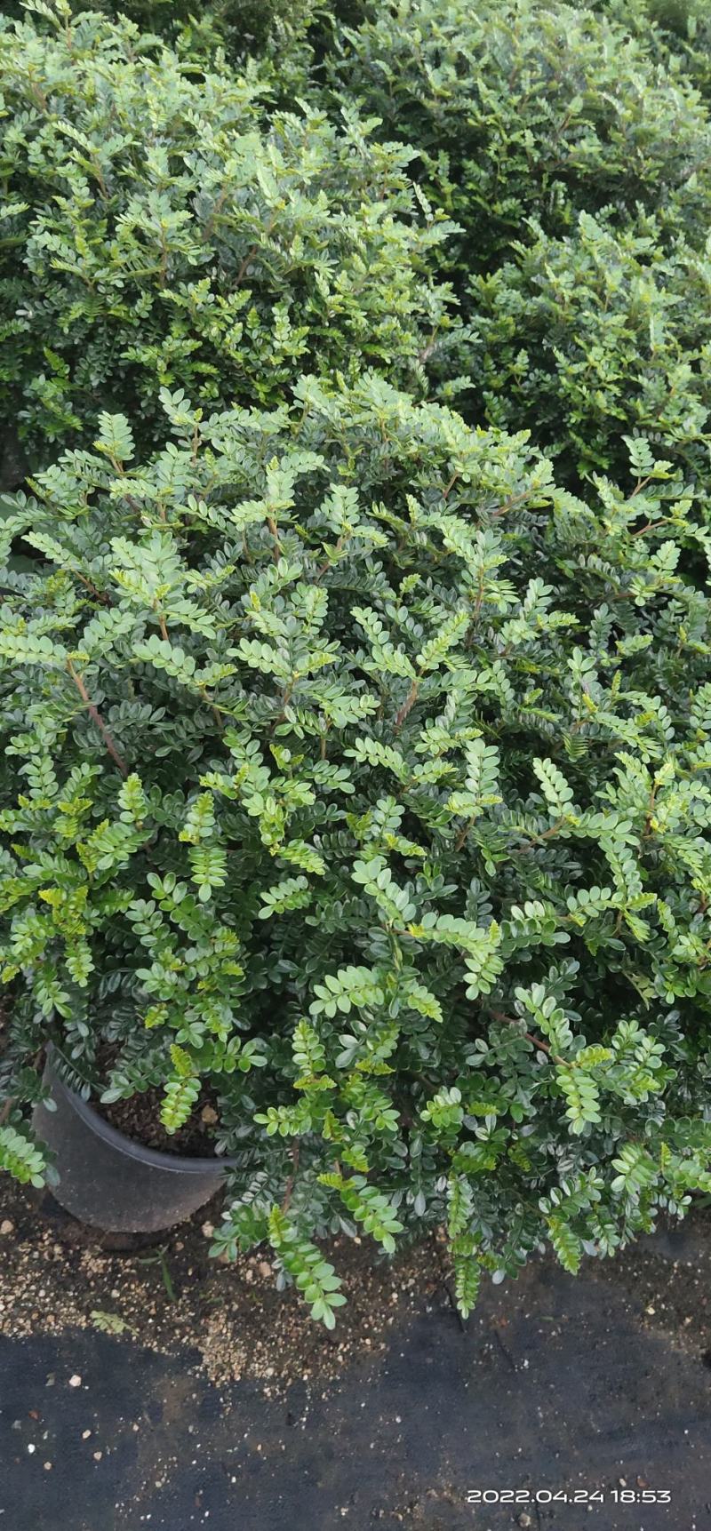 清香木棒棒糖，高度1米~1.1米，冠幅60~65CM