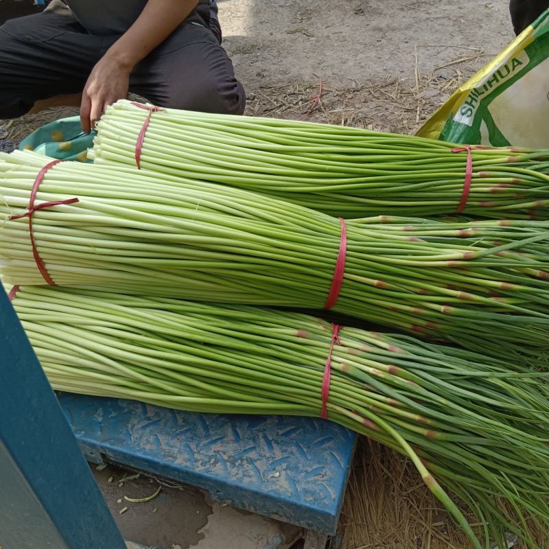 精品蒜苔长度60-80，产地直供，对接各大农贸市场