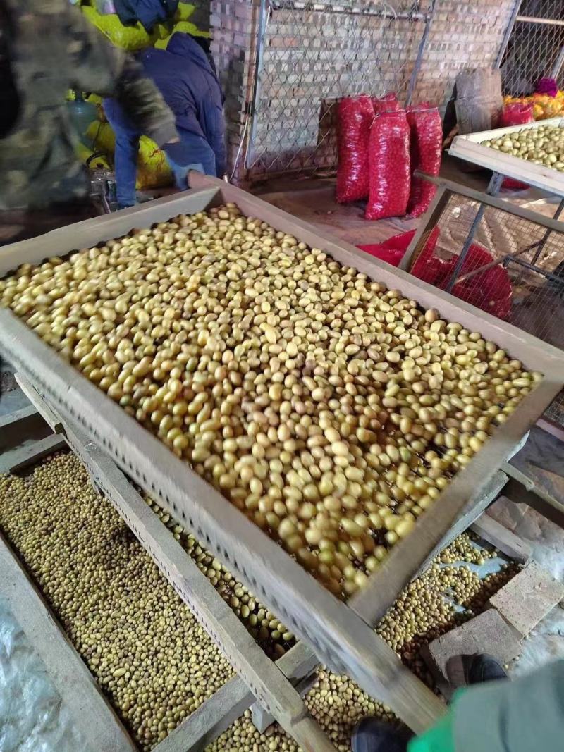 张北县微型薯起售数量10万颗，限大批量购买