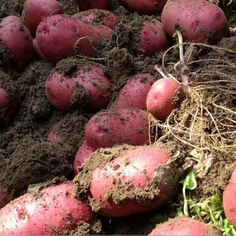 张北县微型薯起售数量10万颗，限大批量购买
