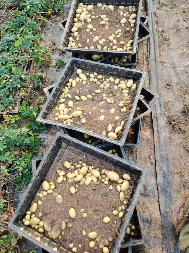 张北县微型薯起售数量10万颗，限大批量购买