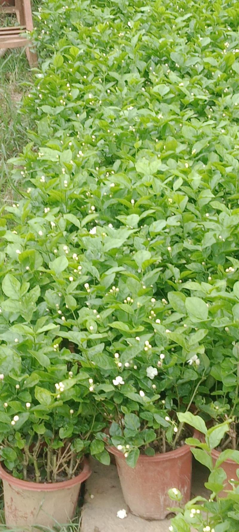 横县茉莉花盆栽盆景花卉绿植，枝干粗壮，花苞繁多，清雅芳香