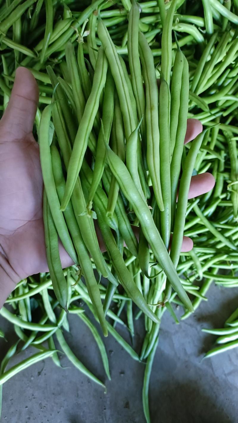 福建漳州803短脚四季豆电商货一手货源货源充足