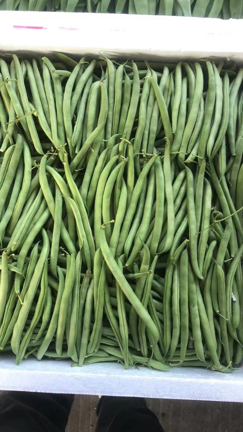 福建漳州803短脚四季豆电商货一手货源货源充足