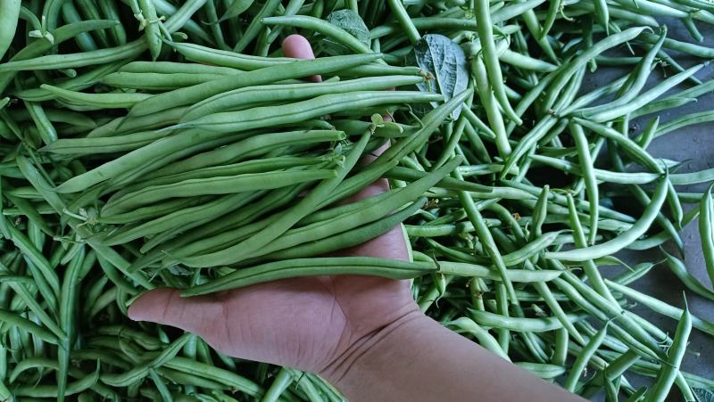 福建漳州803短脚四季豆电商货一手货源货源充足