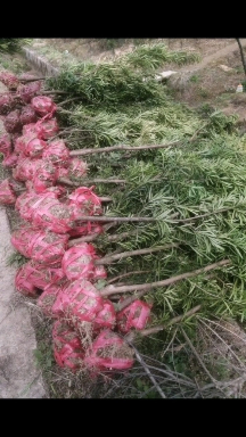 罗汉松3公分自家苗圃一手货源，产地批发罗汉松带土球苗