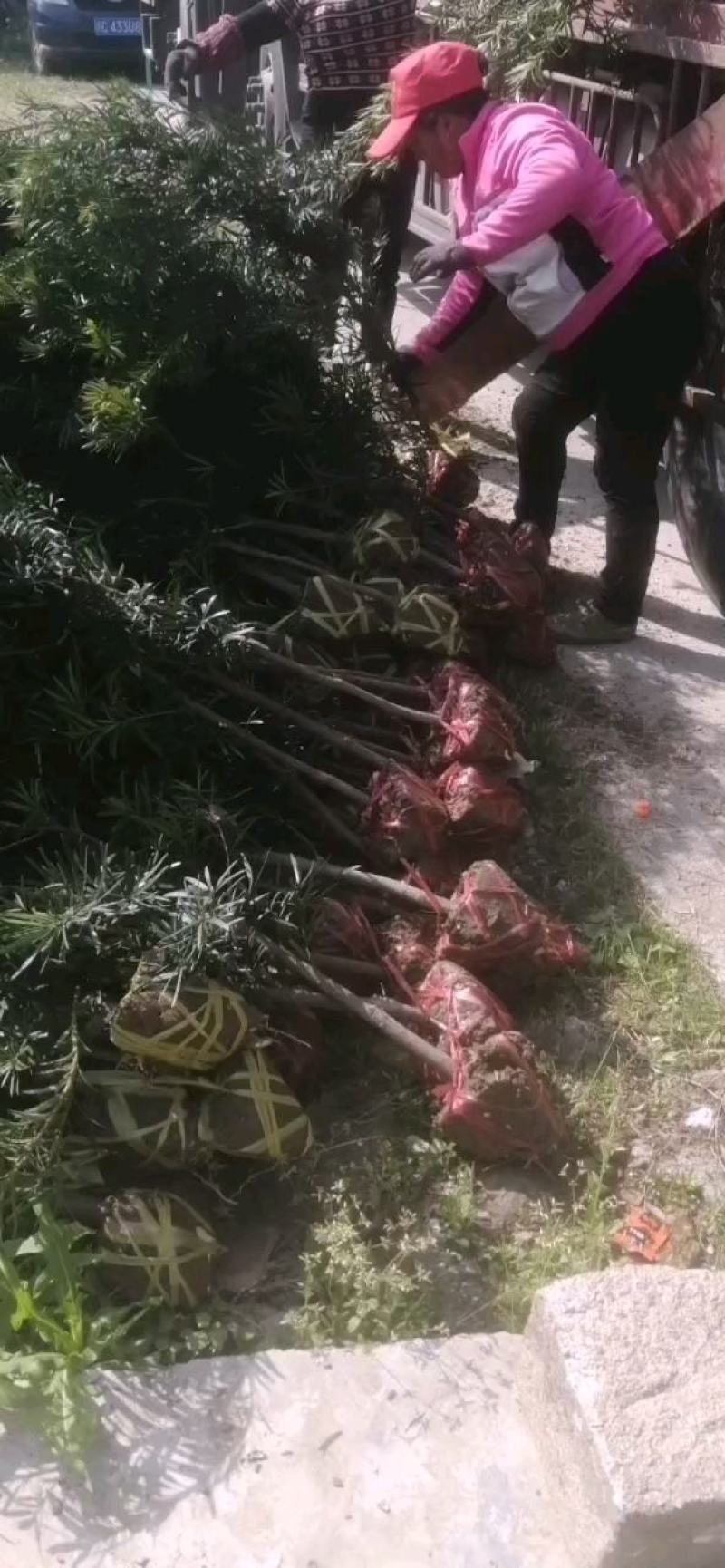罗汉松3公分自家苗圃一手货源，产地批发罗汉松带土球苗