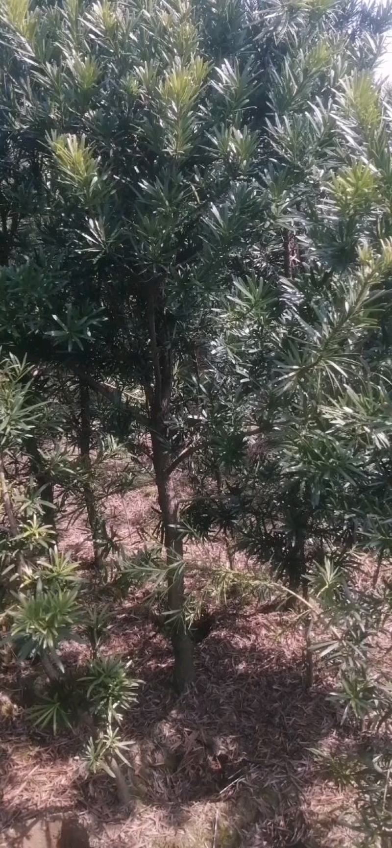 罗汉松3公分自家苗圃一手货源，产地批发罗汉松带土球苗