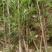 罗汉松3公分自家苗圃一手货源，产地批发罗汉松带土球苗