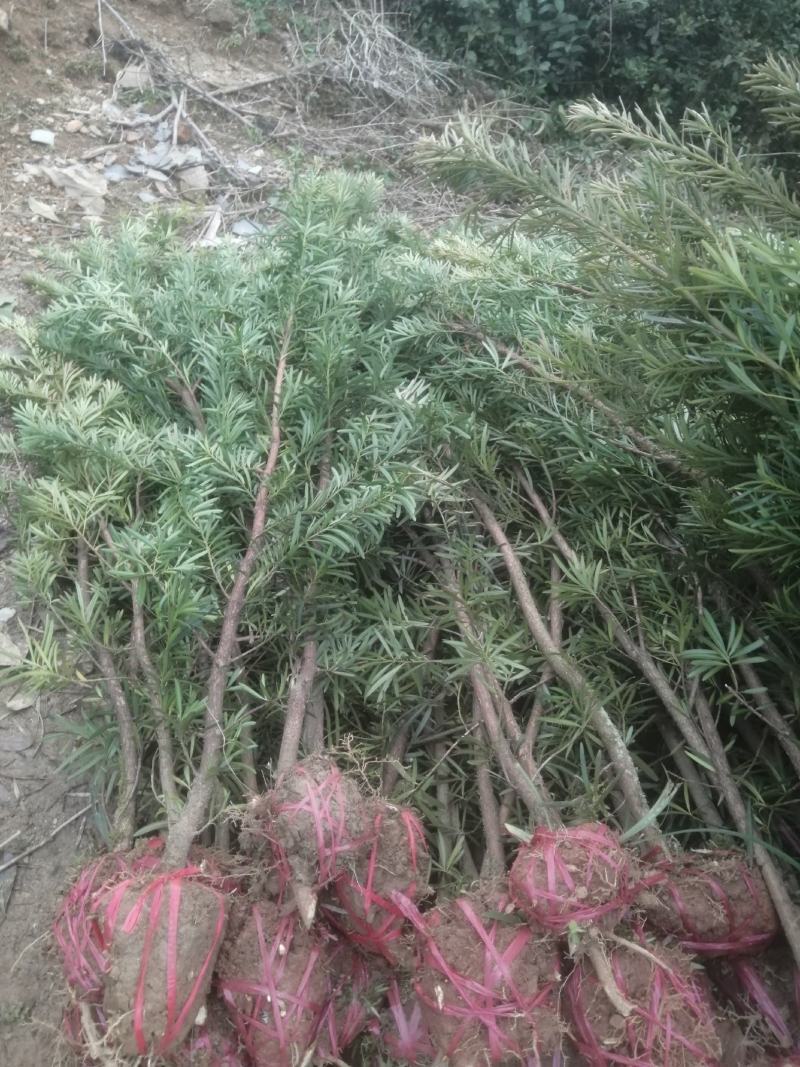 罗汉松3公分自家苗圃一手货源，产地批发罗汉松带土球苗