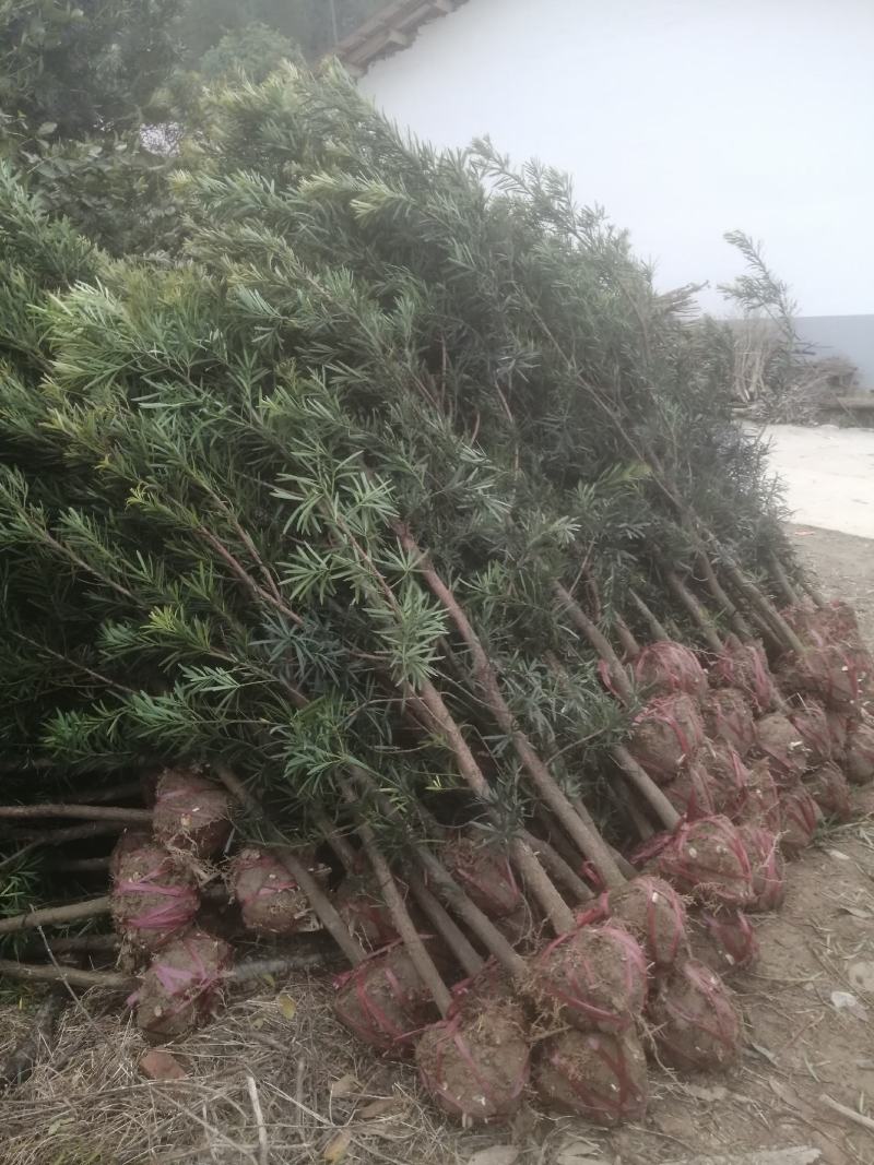 罗汉松3公分自家苗圃一手货源，产地批发罗汉松带土球苗