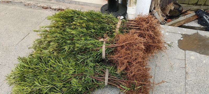 罗汉松3公分自家苗圃一手货源，产地批发罗汉松带土球苗