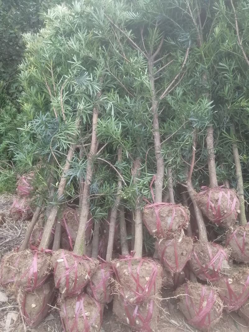 罗汉松3公分自家苗圃一手货源，产地批发罗汉松带土球苗