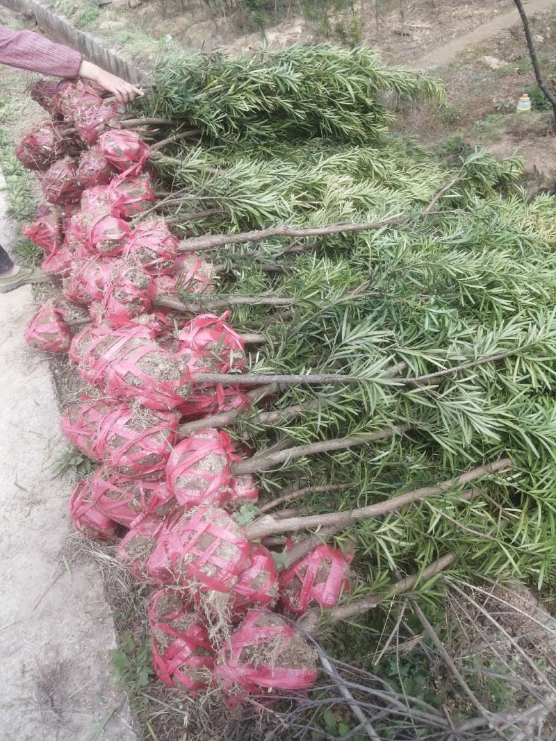 罗汉松3公分自家苗圃一手货源，产地批发罗汉松带土球苗