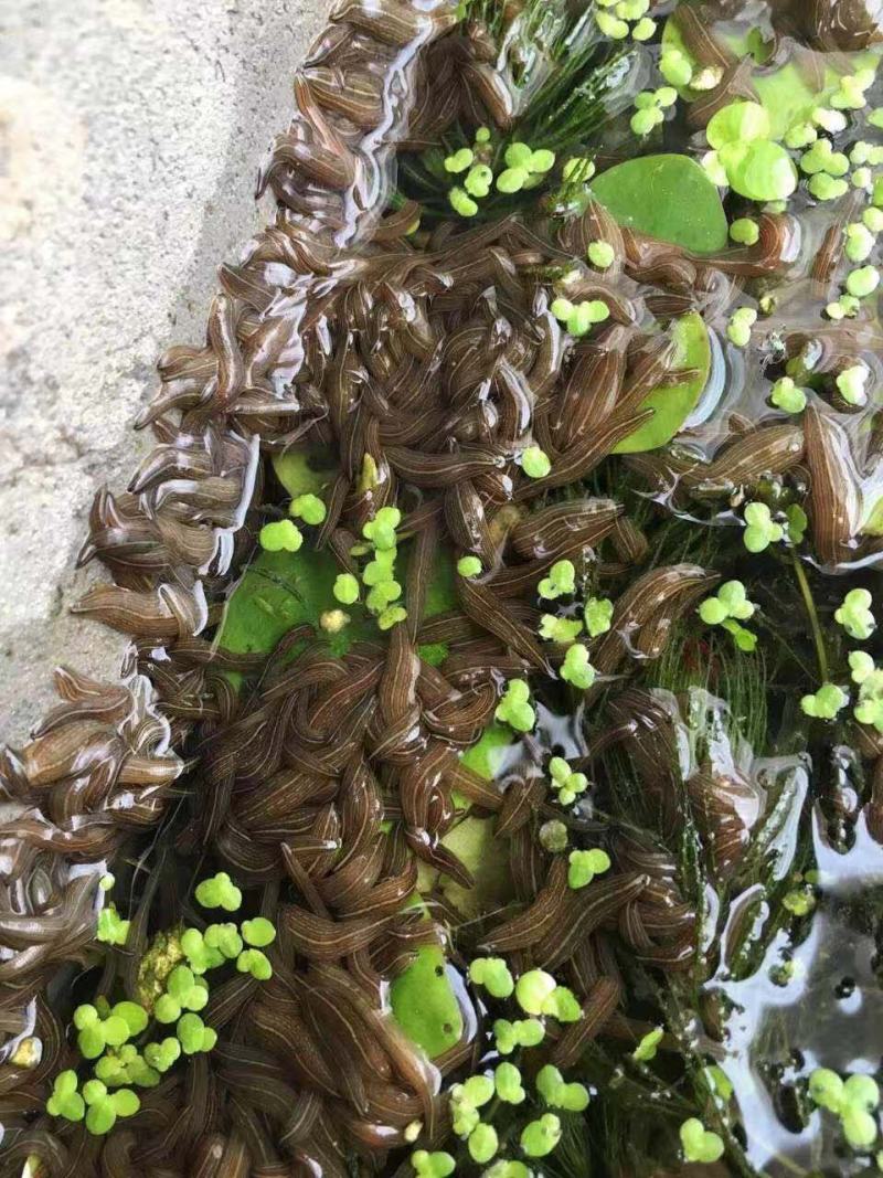 水蛭满月苗，头茬幼苗，包技术，包回收！！